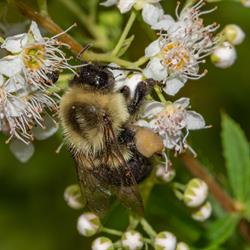 Eastern Bumble Bee